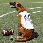 Personlig Baseball Element 100% bomull Pet Stripe Jersey Vest med namn och nummer Födelsedag Sporttillbehör Present för hundälskare Baseball Fans