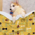 Personalized Cute Paw Bone Soft Pet Throw Blanket with Name Birthday Christmas Gift for Cat Dog Pet Lovers