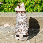 Personalisierte Faux Rindsleder drucken kleine Hundekatze Hoodie Kleidung mit Namen Haustier Versammlung Hund spazieren Geschenk für Tierliebhaber