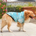 Personlig flerfärgad hundtröja med knytblus med namn Hundträff Hundpromenad Gåva för djurälskare