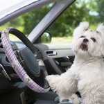 Personnalisé Multicolore Plaid 1-3 Dog Cat Portrait Anti-slip Elastic Steering Wheel Cover with Name Birthday Gift for Pet Lovers