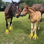 Personalised Funny Adjustable Set of 2 Turkey Feet Horse Costume with Hook and Loop Horse Accessories Halloween Gift for Horse Lover