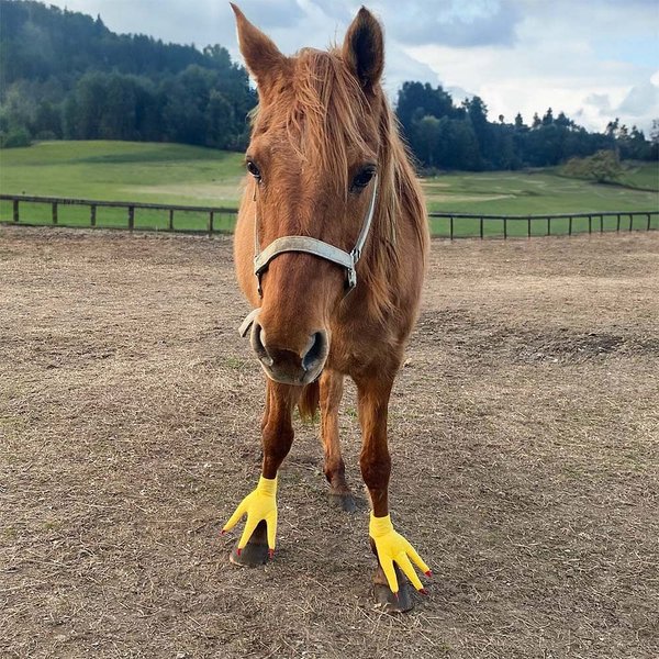 Personalised Funny Adjustable Set of 2 Turkey Feet Horse Costume with Hook and Loop Horse Accessories Halloween Gift for Horse Lover