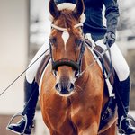 Personalisierter Nasenriemenschoner für Pferde | mit gesticktem Namen | Klettverschluss | Reitsportzubehör | Geschenk für Pferdeliebhaber