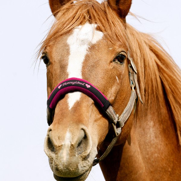 Cavallo morbido personalizzato Halter Noseband Protector Cover con nome ricamato e gancio e loop Accessori equestri regalo per gli amanti del cavallo