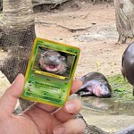 Henkilökohtainen Funny Moo Deng Baby Hippo Photo Classic Poke Card nimi ja kansi Card Game Collection syntymäpäivälahja Moo Deng fanit