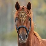 Frontalera Personalizada de Encaje Dorado con Piedra de Nacimiento Frontalera Ajustable Accesorios Medievales para Caballos Regalo Ecuestre de Cumpleaños para Amante de los Caballos Jinete de Doma Clá