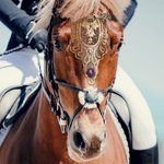 Frontalera Personalizada de Encaje Dorado con Piedra de Nacimiento Frontalera Ajustable Accesorios Medievales para Caballos Regalo Ecuestre de Cumpleaños para Amante de los Caballos Jinete de Doma Clá