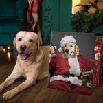 Personalized Funny Christmas Pet with Santa Hat Portrait Canvas Frameless Painting Holiday Gift for Dog Cat Lovers 4