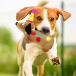 Personalizzato carino cappello di compleanno a pois bassotto giocattolo bambola cane con nome Home Decor giorno di adozione regalo di festa per l'amante del cane proprietario