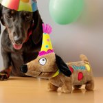 Personalizzato carino cappello di compleanno a pois bassotto giocattolo bambola cane con nome Home Decor giorno di adozione regalo di festa per l'amante del cane proprietario