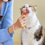 Collier pour chien et chat avec perles en silicone et bracelet avec nom et pompon Cadeau d'anniversaire pour le propriétaire de l'animal de compagnie