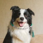 Collier pour chien et chat avec perles en silicone et bracelet avec nom et pompon Cadeau d'anniversaire pour le propriétaire de l'animal de compagnie