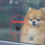 Personalized In Case of Emergency Pet Inside Rescue Waterproof Vinyl Sticker with 1-6 Pet Silhouettes and Names Housewarming Gift for Pet Owners