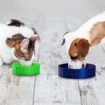 Personalisierte moderne 3D gedruckt Name Haustier Schüssel Wasser Schüssel rutschfest Haustier Fütterung liefert Geburtstag Geschenk für Tierliebhaber