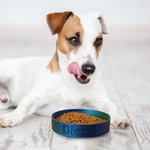 Personalisierte moderne 3D gedruckt Name Haustier Schüssel Wasser Schüssel rutschfest Haustier Fütterung liefert Geburtstag Geschenk für Tierliebhaber
