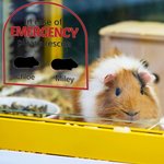 Personalized In Case of Emergency Pet Inside Rescue Waterproof Vinyl Sticker with 1-6 Pet Silhouettes and Names Housewarming Gift for Pet Owners