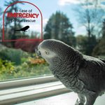 Personalized In Case of Emergency Pet Inside Rescue Waterproof Vinyl Sticker with 1-6 Pet Silhouettes and Names Housewarming Gift for Pet Owners