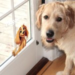 Autocollant de Voiture Personnalisé avec Nom et Image 3D Chien ou Chat Cadeau Pendaison de Crémaillère pour Famille Amoureux d'Animaux de Compagnie