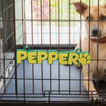 Personalized Dog 3D Printed Multicolor Name Plate with Dog Paw Kennel Accessory Birthday Gift for Pet Lovers