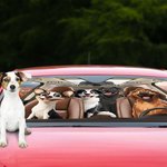 Personalized 1-4 3D Style Dog Cartoon Character Funny Car Windshield Sun Shade with Name Holiday New Car Birthday Gift for Dog Lovers Car Owner