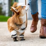 Personalizado Multicolor Camuflaje Diseño Antideslizante Zapatos de perro para pavimento caliente con nombre Accesorios al aire libre Regalo de cumpleaños para los dueños de perros