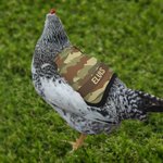 Henkilökohtainen Monivärinen Camouflage Design Hengittävä kana satula Protector nimi Pet Party lahja maanviljelijä lemmikkieläinten kana omistajille 1