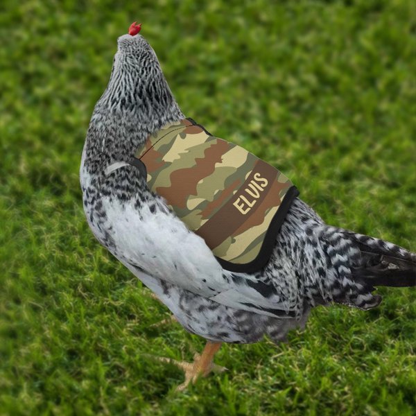 Henkilökohtainen Monivärinen Camouflage Design Hengittävä kana satula Protector nimi Pet Party lahja maanviljelijä lemmikkieläinten kana omistajille