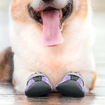 Gepersonaliseerde Multicolor Paw Print Non-Slip Hondenschoenen voor Hot Pavement met Naam Outdoor Accessoires Verjaardagscadeau voor Hondeneigenaren