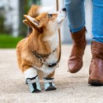 Gepersonaliseerde Multicolor Paw Print Non-Slip Hondenschoenen voor Hot Pavement met Naam Outdoor Accessoires Verjaardagscadeau voor Hondeneigenaren