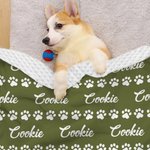 Personalized Cute Paw Prints Soft Throw Pet Blanket with Name Pet Birthday Adoption Anniversary Gift for Pet Lovers Owners