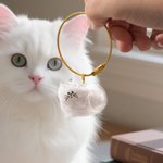 Portachiavi personalizzato trasparente a forma di gatto con nome per conservare i peli dell'animale domestico Regalo commemorativo di simpatia per i proprietari di gatti