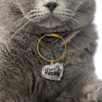 Portachiavi personalizzato trasparente a forma di gatto con nome per conservare i peli dell'animale domestico Regalo commemorativo di simpatia per i proprietari di gatti
