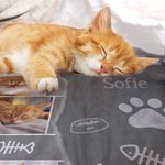 Gepersonaliseerd Schattige Katten Fotocollage Deken met Naam Verjaardag Jubileumcadeau voor Kattenliefhebber