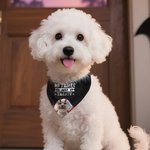 Spersonalizowany prezent na Halloween dla miłośników zwierząt No Tricks Just Treats Devil Wings Cat Dog Soft Pet Bandana Spooky Season Halloween Gift for Pet Lovers Pet Parents