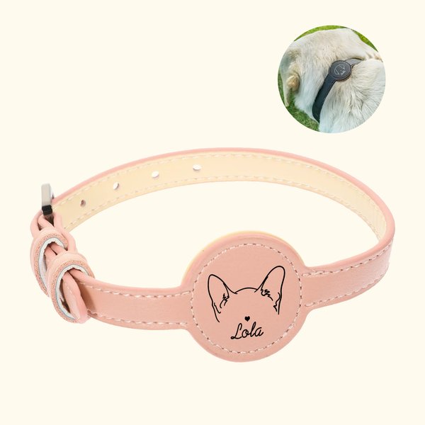 Collier personnalisé pour chien et chat avec porte étiquette et nom Accessoires d'extérieur Cadeau d'anniversaire pour les propriétaires d'animaux de compagnie