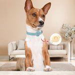 Personalisierte Linie Stil Hund Katze Design Haustier Halsband mit Air Tag Halter und Name Outdoor-Zubehör Haustier Party Geburtstagsgeschenk für Tierbesitzer