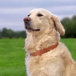Personalisierte Linie Stil Hund Katze Design Haustier Halsband mit Air Tag Halter und Name Outdoor-Zubehör Haustier Party Geburtstagsgeschenk für Tierbesitzer