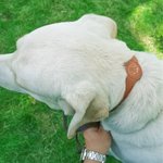 Personalisierte Linie Stil Hund Katze Design Haustier Halsband mit Air Tag Halter und Name Outdoor-Zubehör Haustier Party Geburtstagsgeschenk für Tierbesitzer