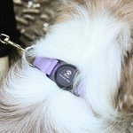 Personalised Paw Print Design Pet Locator Collar with Air Tag Holder and Name Outdoor Accessories Pet Party Birthday Gift for Pet Owners