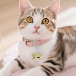 Personalized 3D Cartoon Dog Cat Bone Design Signage Pet Tag with Name Birthday Outdoor Activities Gift for Pet Lovers Owners