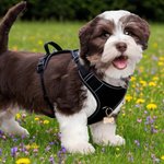 Personalizado Hueso Diseño Señalización Multicolor Arnés Pecho Mascota con Nombre y Número Actividades al Aire Libre Regalo de Cumpleaños para los Dueños Pet Lovers