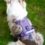 Personalizado Hueso Diseño Señalización Multicolor Arnés Pecho Mascota con Nombre y Número Actividades al Aire Libre Regalo de Cumpleaños para los Dueños Pet Lovers