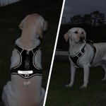 Personalizado Hueso Diseño Señalización Multicolor Arnés Pecho Mascota con Nombre y Número Actividades al Aire Libre Regalo de Cumpleaños para los Dueños Pet Lovers