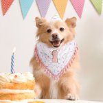 Personalized Tassel Trim Pet Bandana with Initial or Number Dog Cat Daily Accessory Gotcha Day Birthday Gift for Pet Owners Lovers