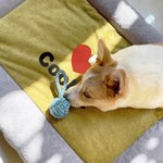 Personlig Bone Dog Paw Print Soft Pet Bed Mat med navn Utendørsaktiviteter Pet Party Bursdagsgave til kjæledyrseiere Lovers