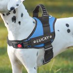 Personlig hjerte Paw Print Bone Design Justerbar reflekterende hundesele Vest med navn Pet Party Bursdagsgave til kjæledyrelskere eiere