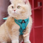 Personalized Heart Bone Grown Signage Mesh Pet Chest Harness with Name and Traction Rope Outdoor Activities Birthday Gift for Pet Owners