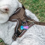 Personalized Heart Bone Grown Signage Mesh Pet Chest Harness with Name and Traction Rope Outdoor Activities Birthday Gift for Pet Owners