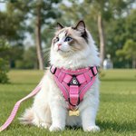 Personalized Heart Bone Grown Signage Mesh Pet Chest Harness with Name and Traction Rope Outdoor Activities Birthday Gift for Pet Owners